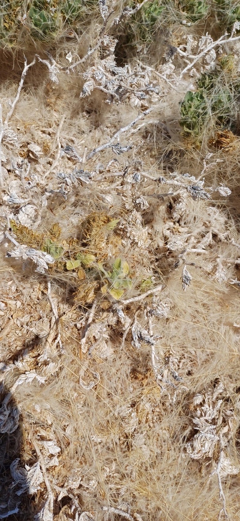 Petalidium angustitubum photo 6