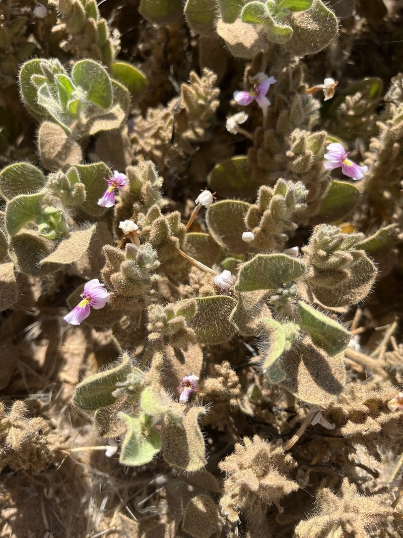 Petalidium angustitubum photo 7