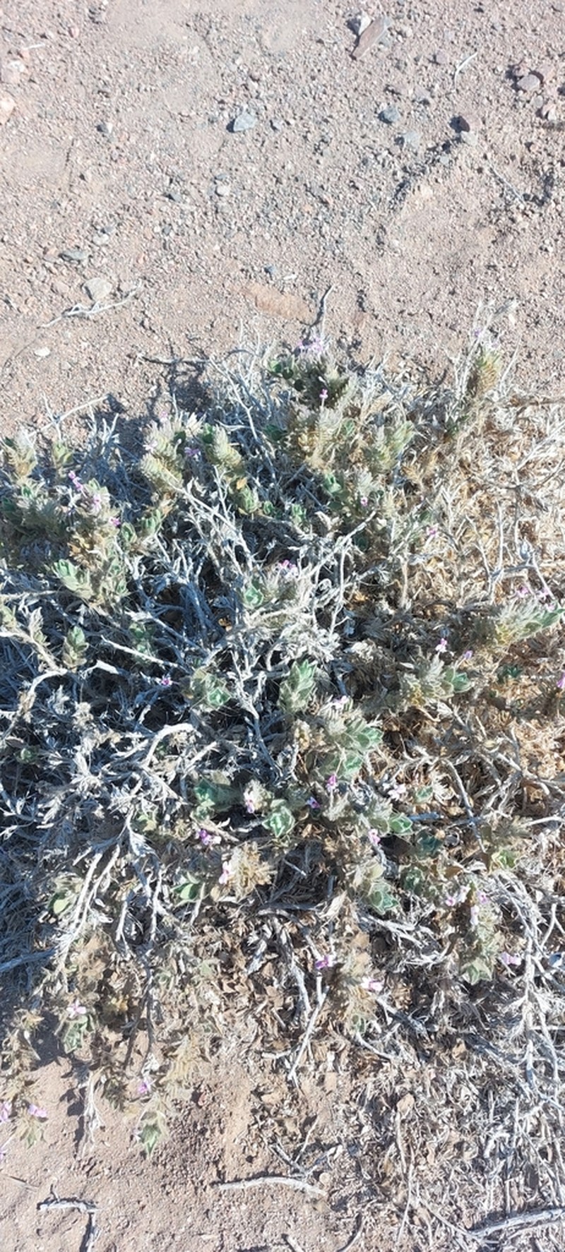 Petalidium angustitubum photo 8