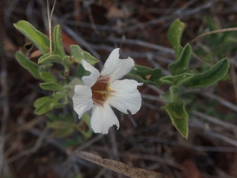 Petalidium aromaticum