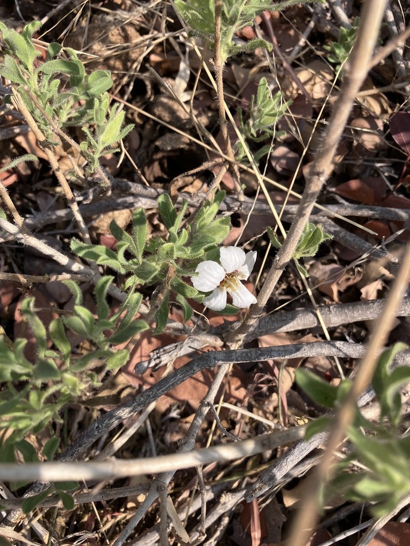 Petalidium aromaticum photo 2