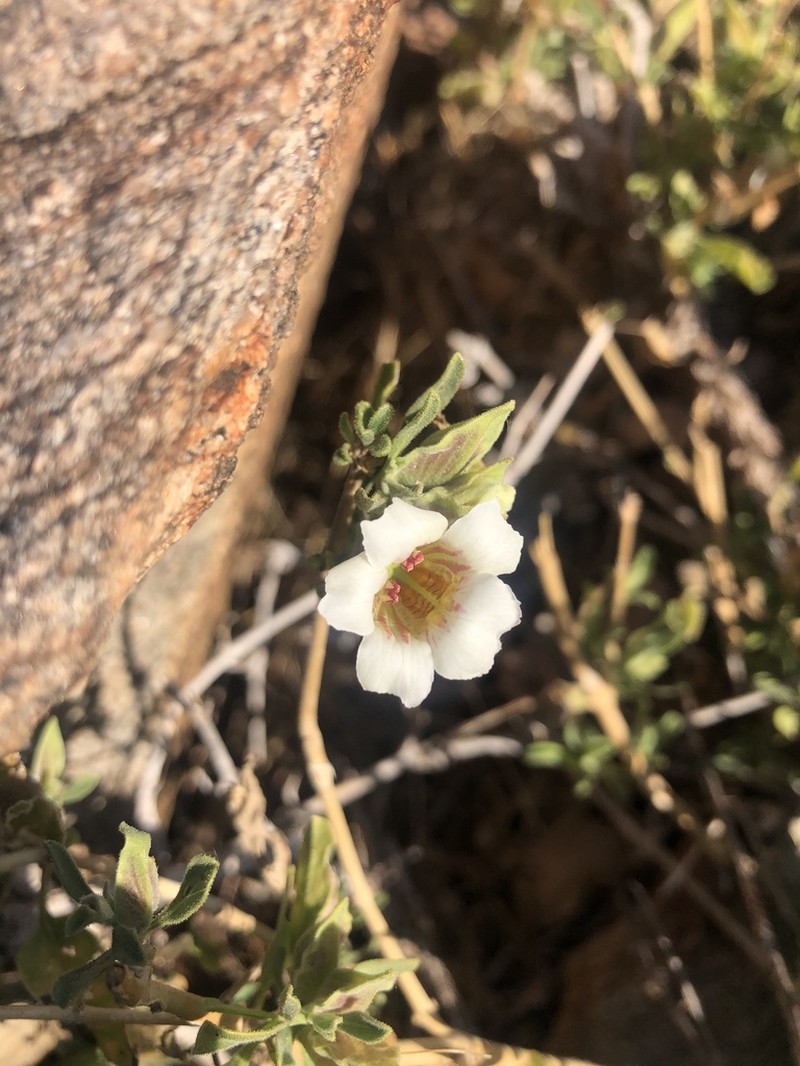 Petalidium aromaticum photo 3