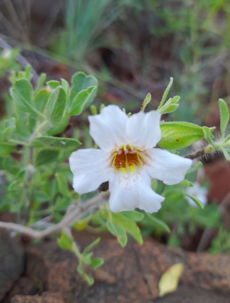 Petalidium aromaticum photo 4