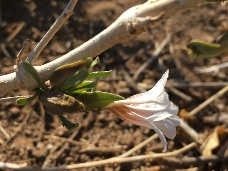 Petalidium aromaticum photo 5