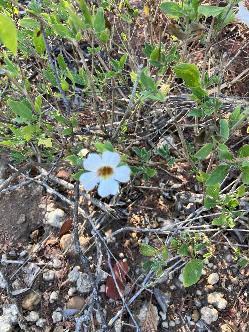 Petalidium aromaticum photo 6