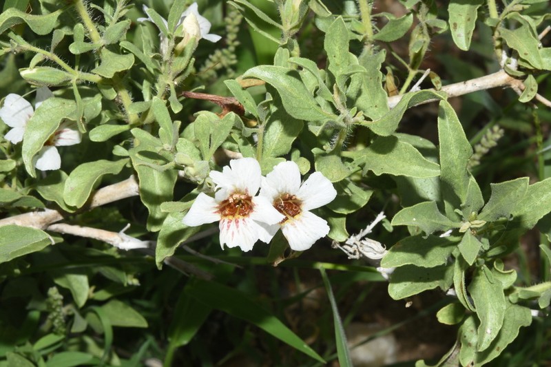 Petalidium aromaticum photo 7