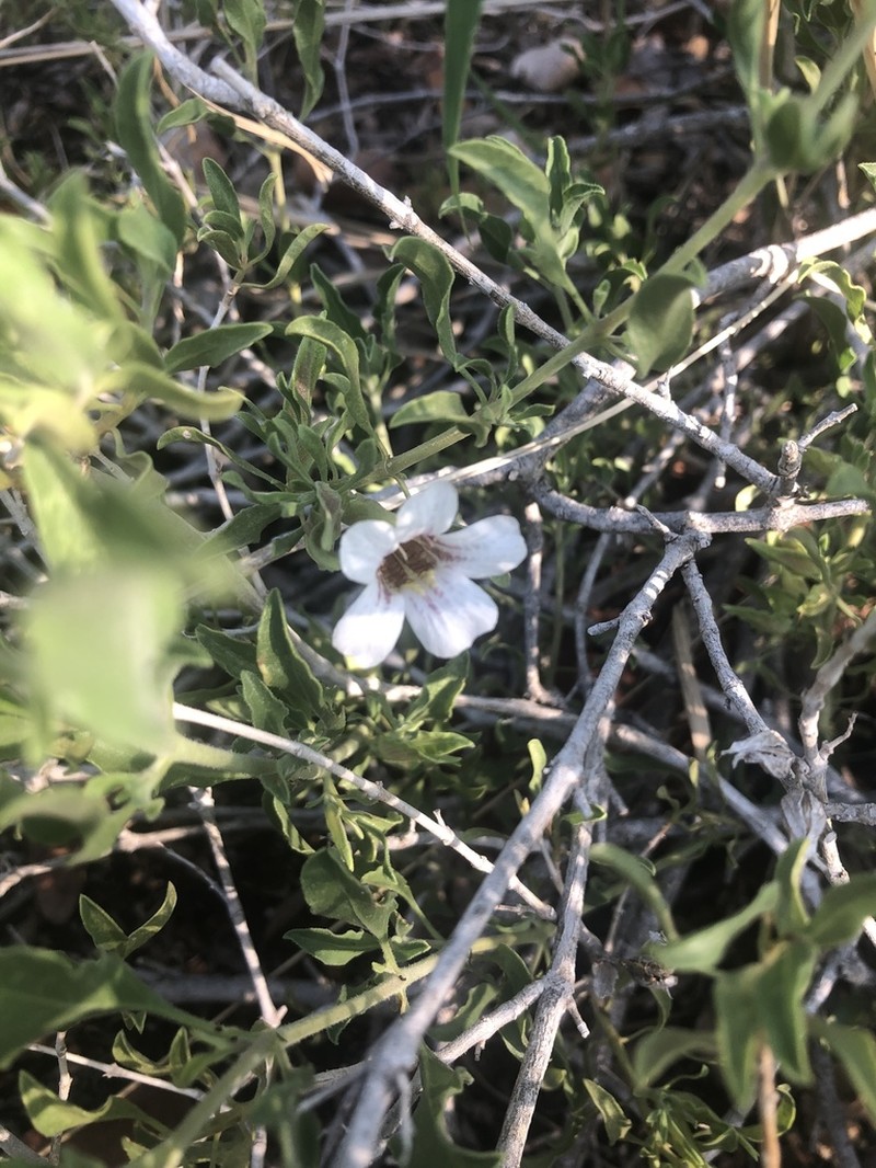 Petalidium aromaticum photo 8