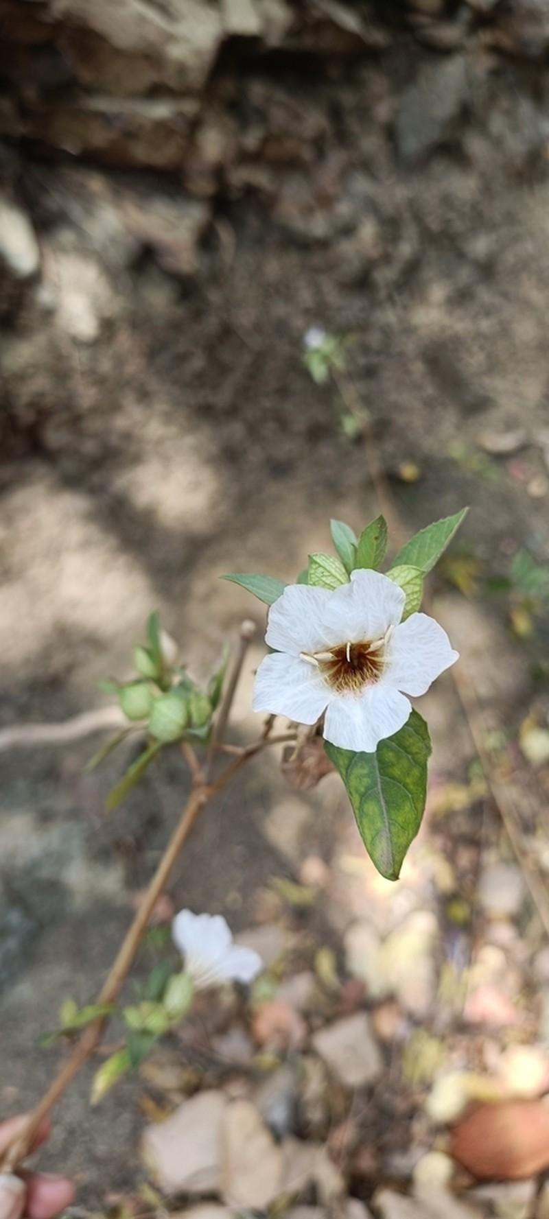 Petalidium barlerioides