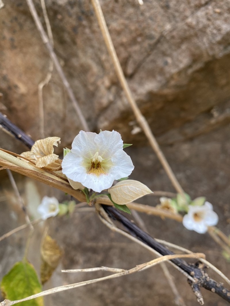Petalidium barlerioides photo 2