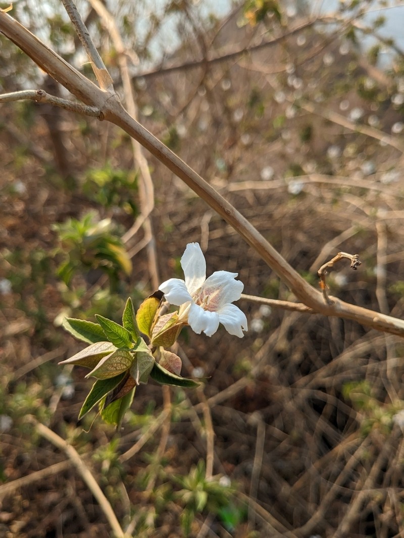 Petalidium barlerioides photo 3