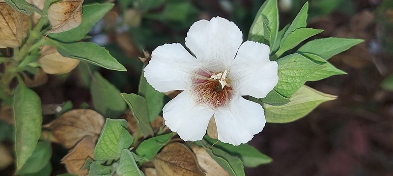 Petalidium barlerioides photo 5