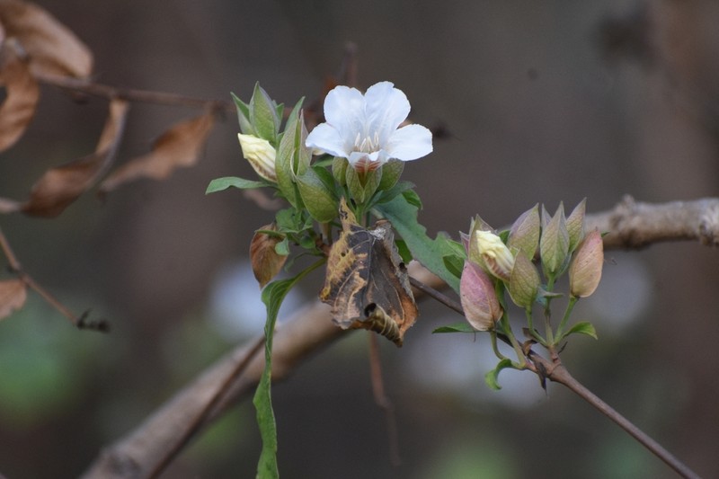 Petalidium barlerioides photo 6