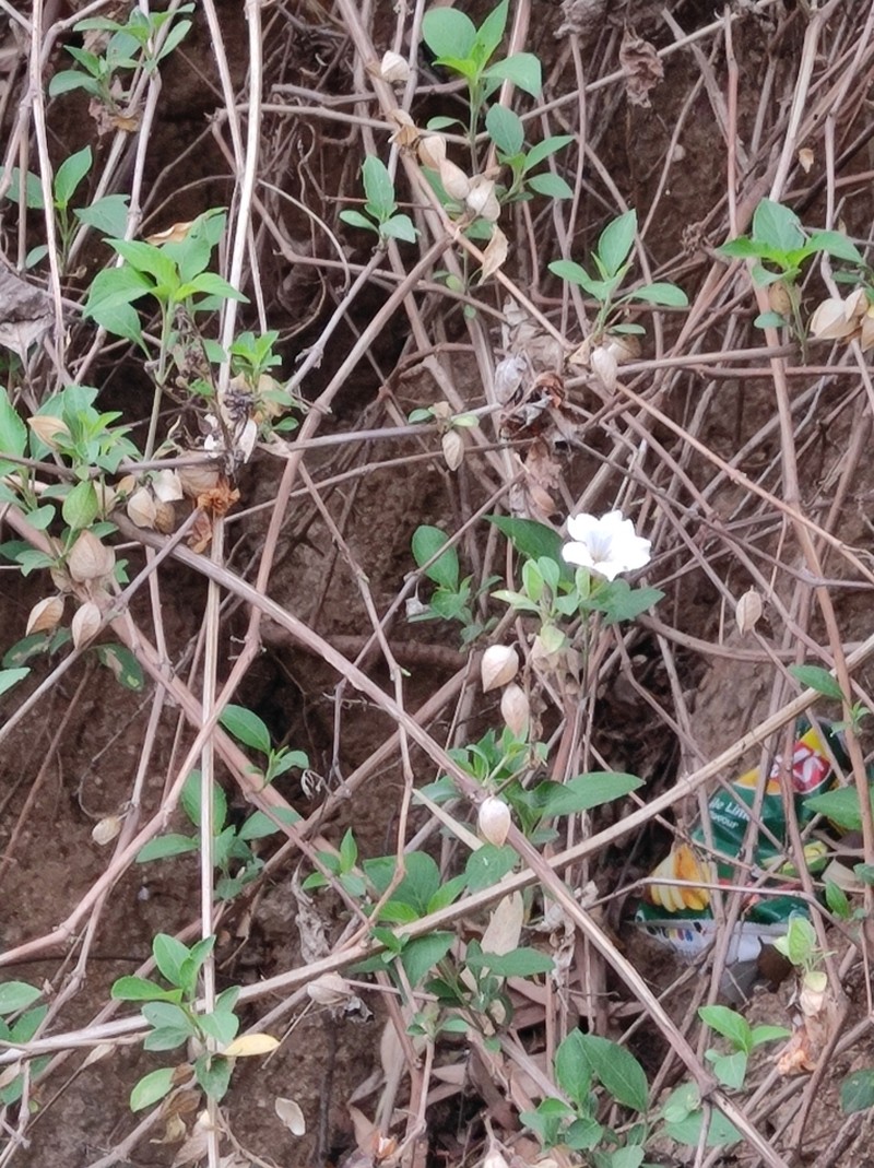 Petalidium barlerioides photo 7