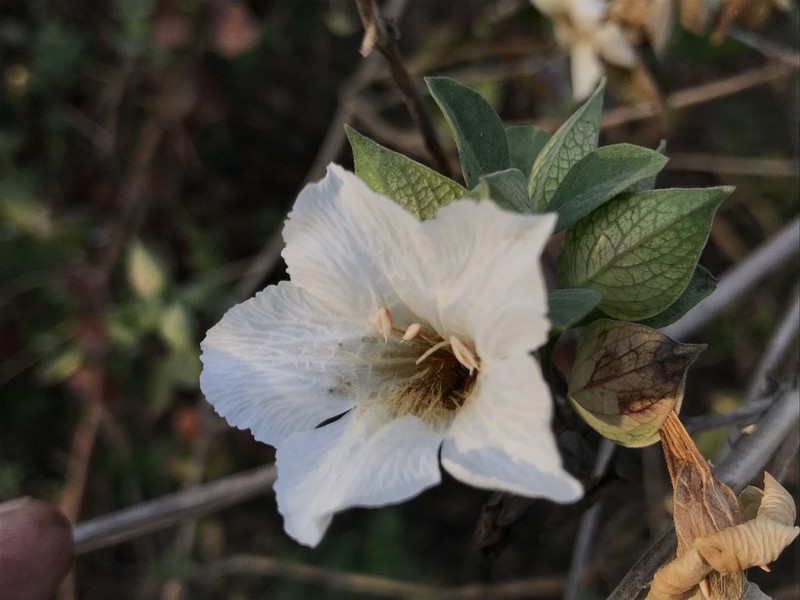 Petalidium barlerioides photo 8