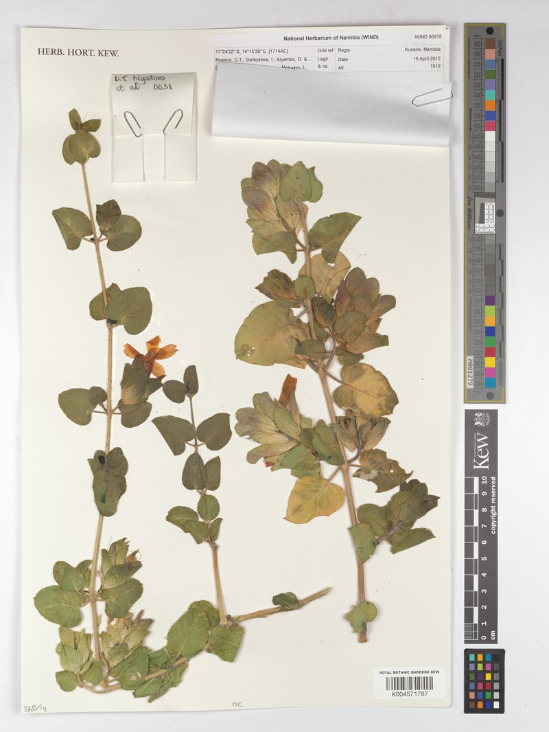 Petalidium bracteatum photo 2