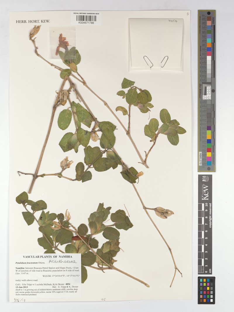 Petalidium bracteatum photo 3