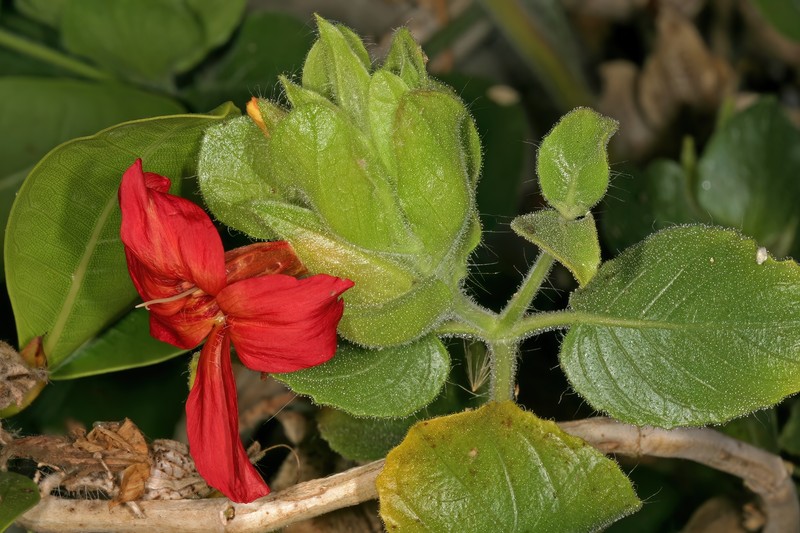 Petalidium bracteatum