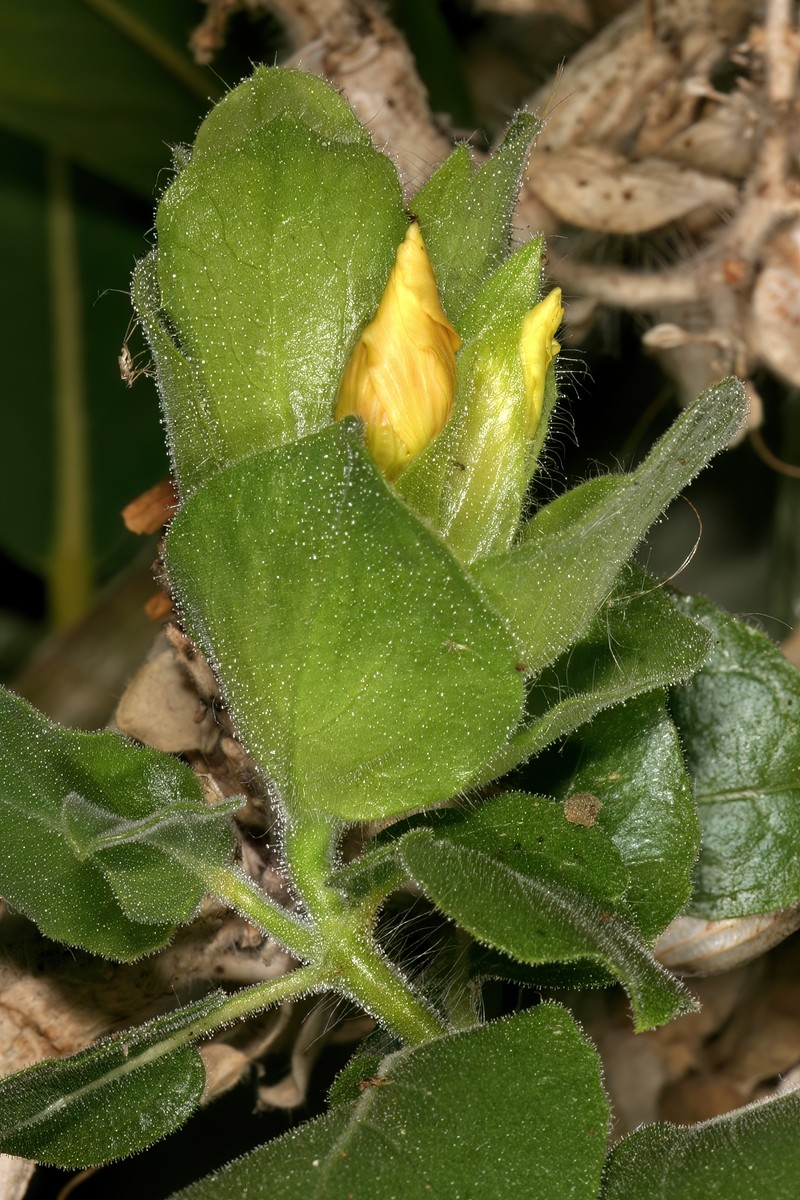 Petalidium bracteatum photo 4