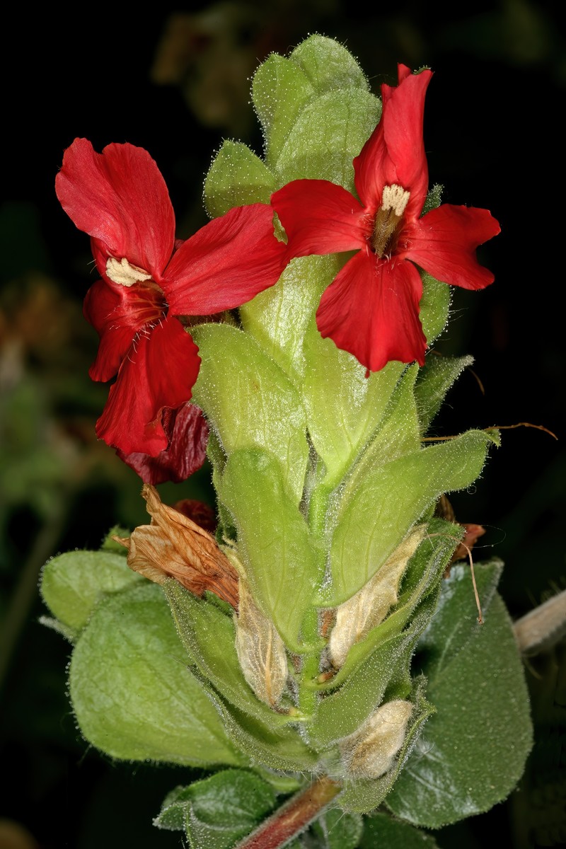 Petalidium bracteatum photo 5