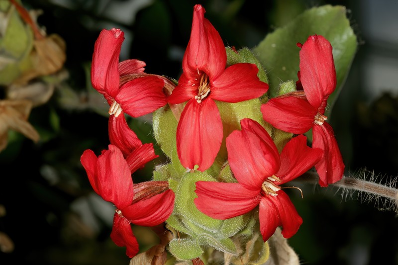 Petalidium bracteatum photo 6
