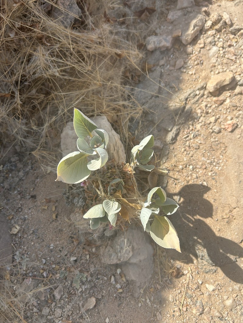 Petalidium canescens photo 2
