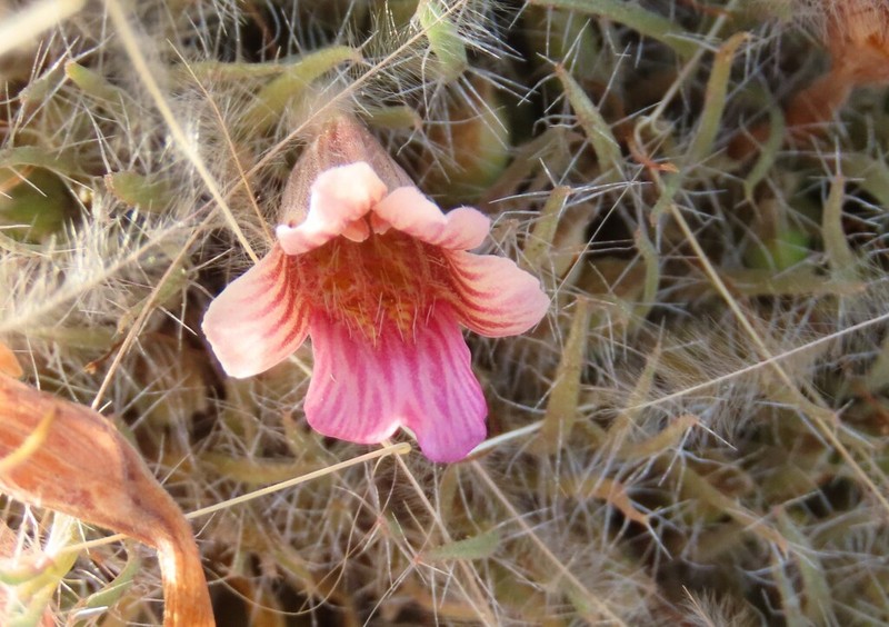 Petalidium canescens photo 3