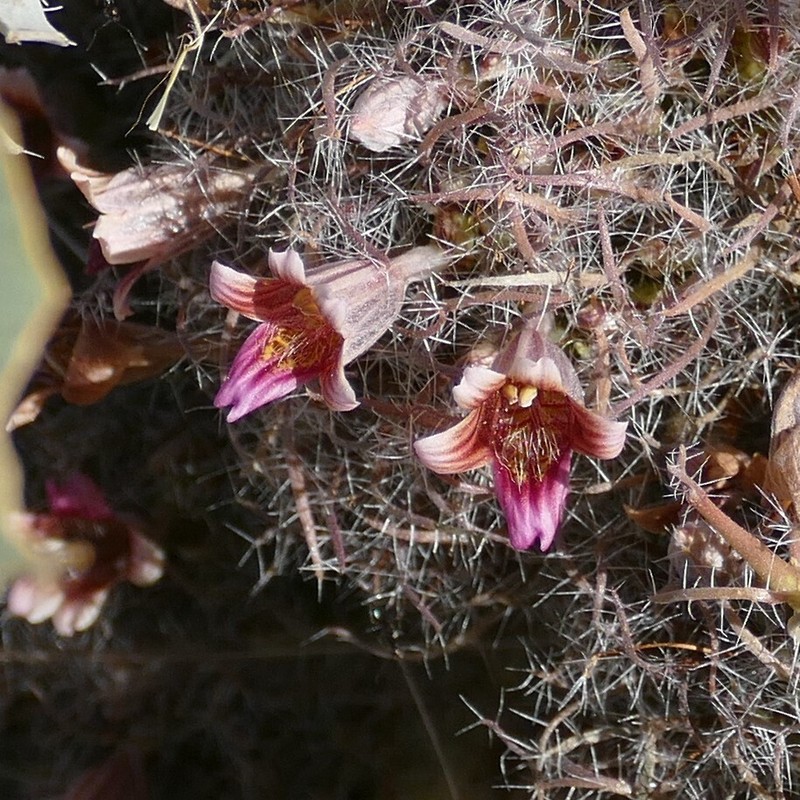 Petalidium canescens photo 5