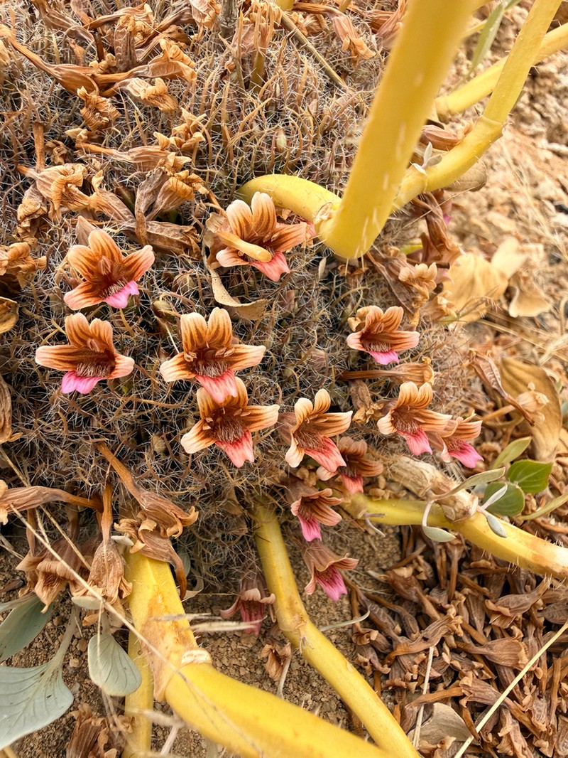 Petalidium canescens photo 6