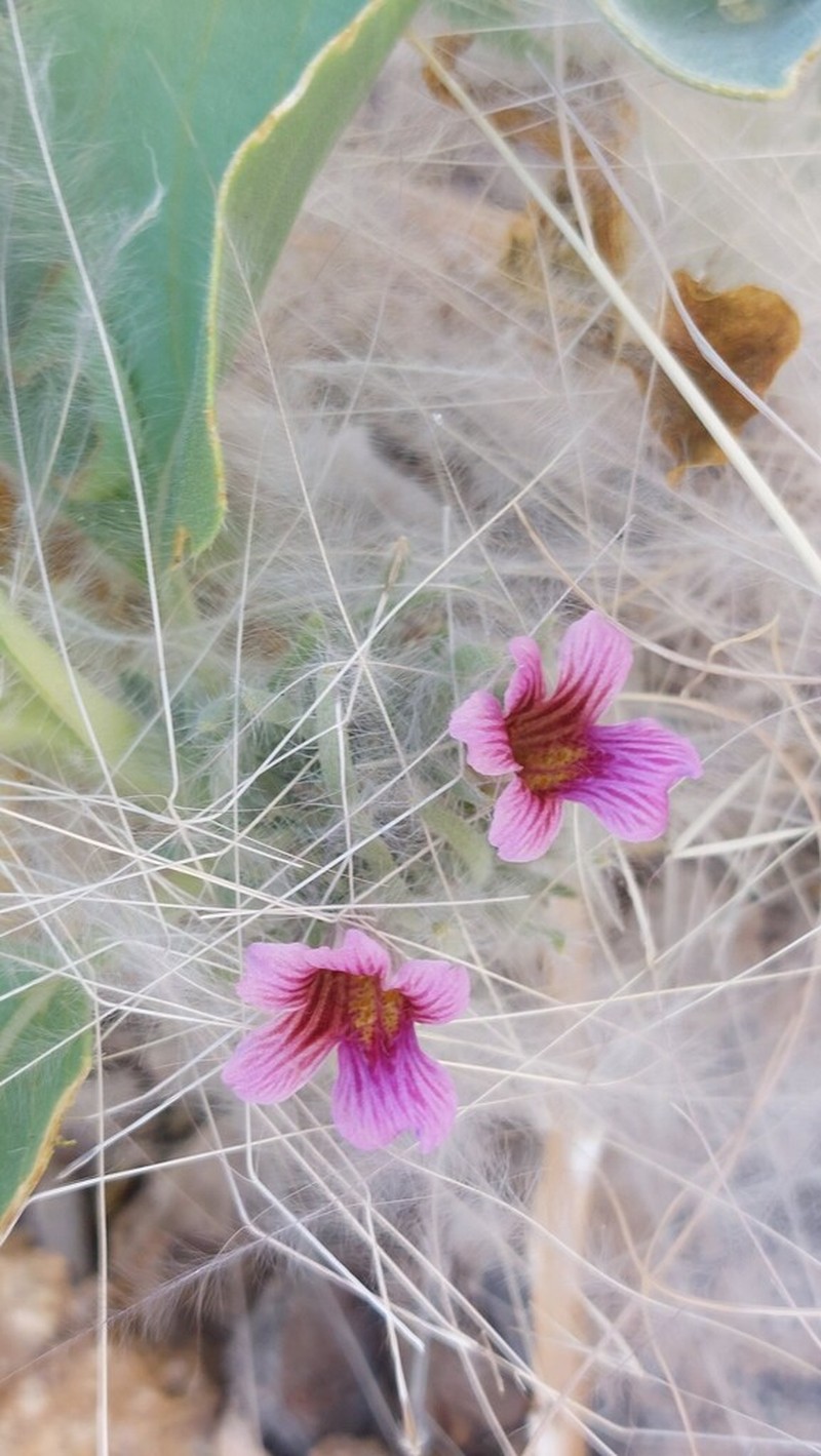 Petalidium canescens photo 7