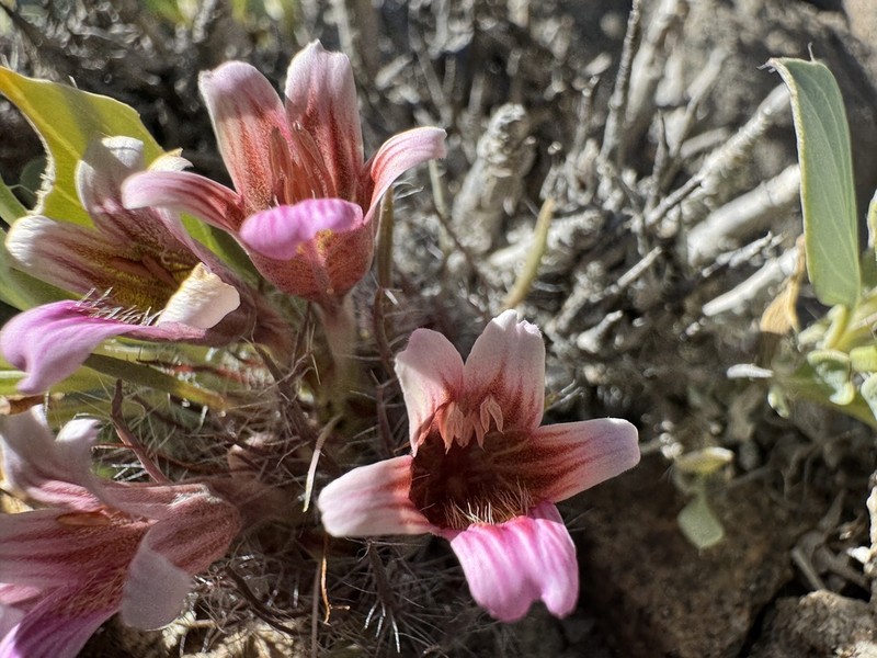 Petalidium canescens photo 8