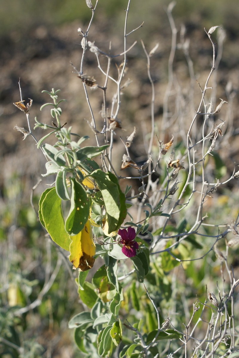 Petalidium cirrhiferum