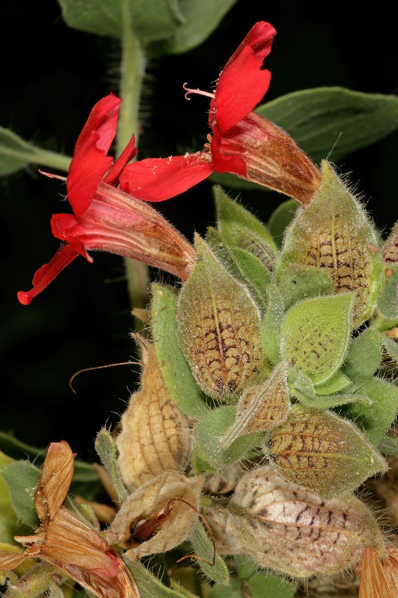 Petalidium coccineum