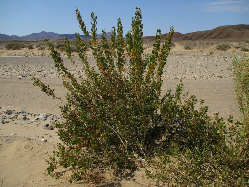 Petalidium coccineum photo 2