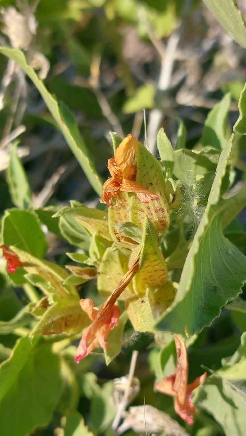 Petalidium coccineum photo 3