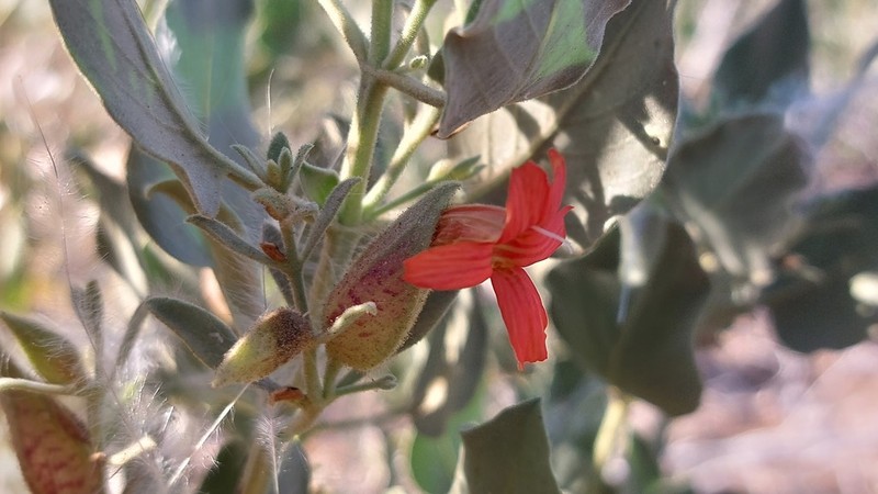 Petalidium coccineum photo 4