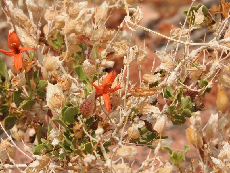 Petalidium coccineum photo 5