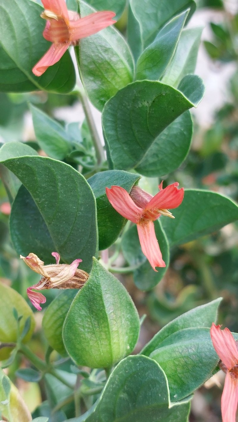 Petalidium coccineum photo 7