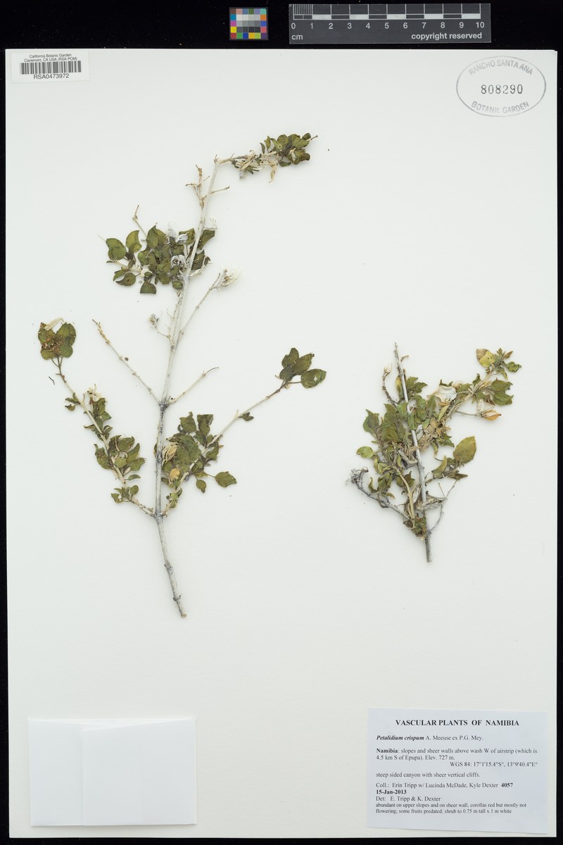 Petalidium crispum