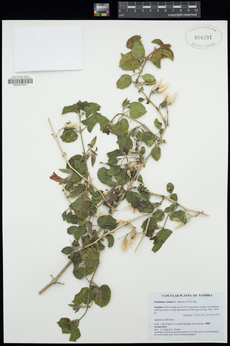 Petalidium crispum photo 2