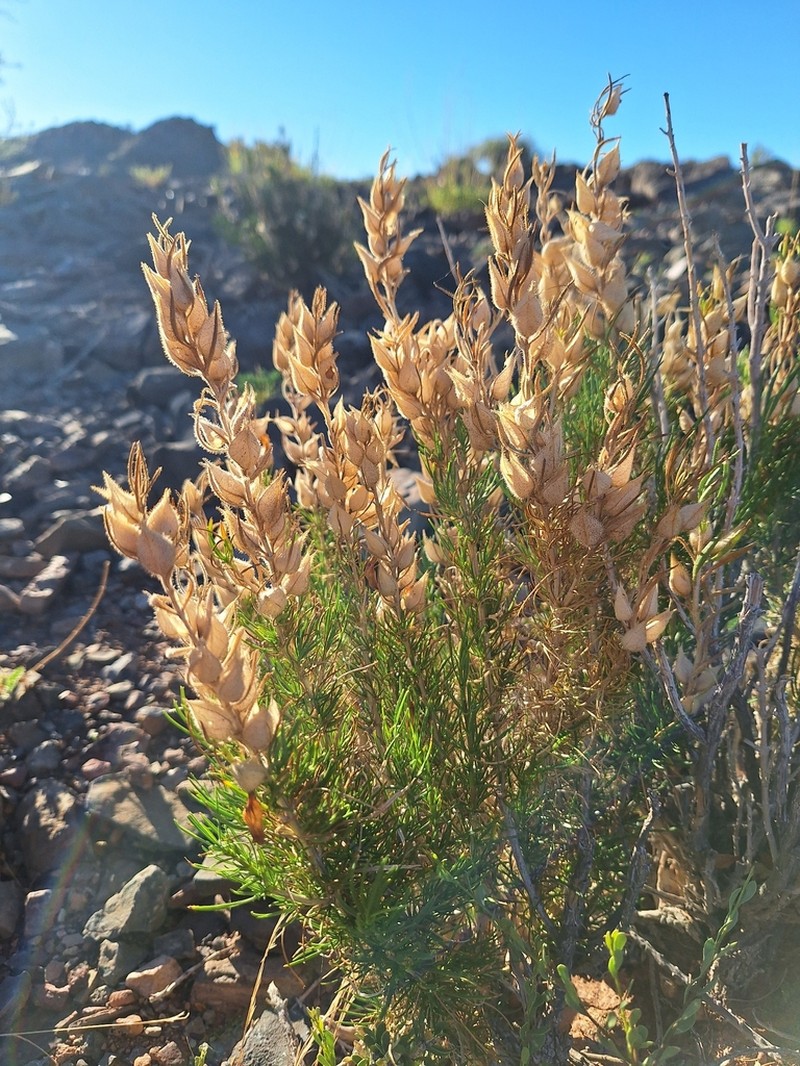 Petalidium cymbiforme