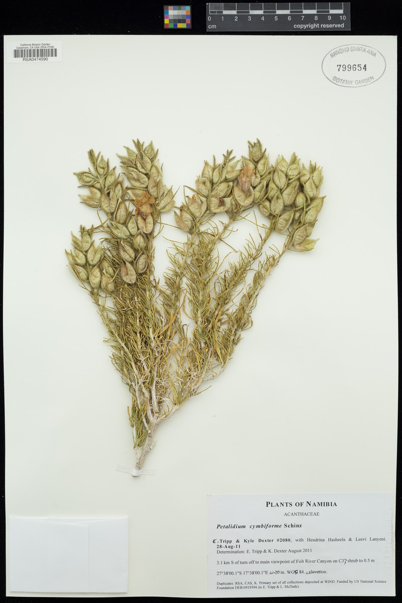 Petalidium cymbiforme photo 2
