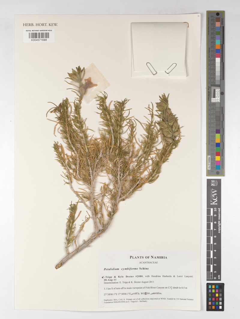 Petalidium cymbiforme photo 3