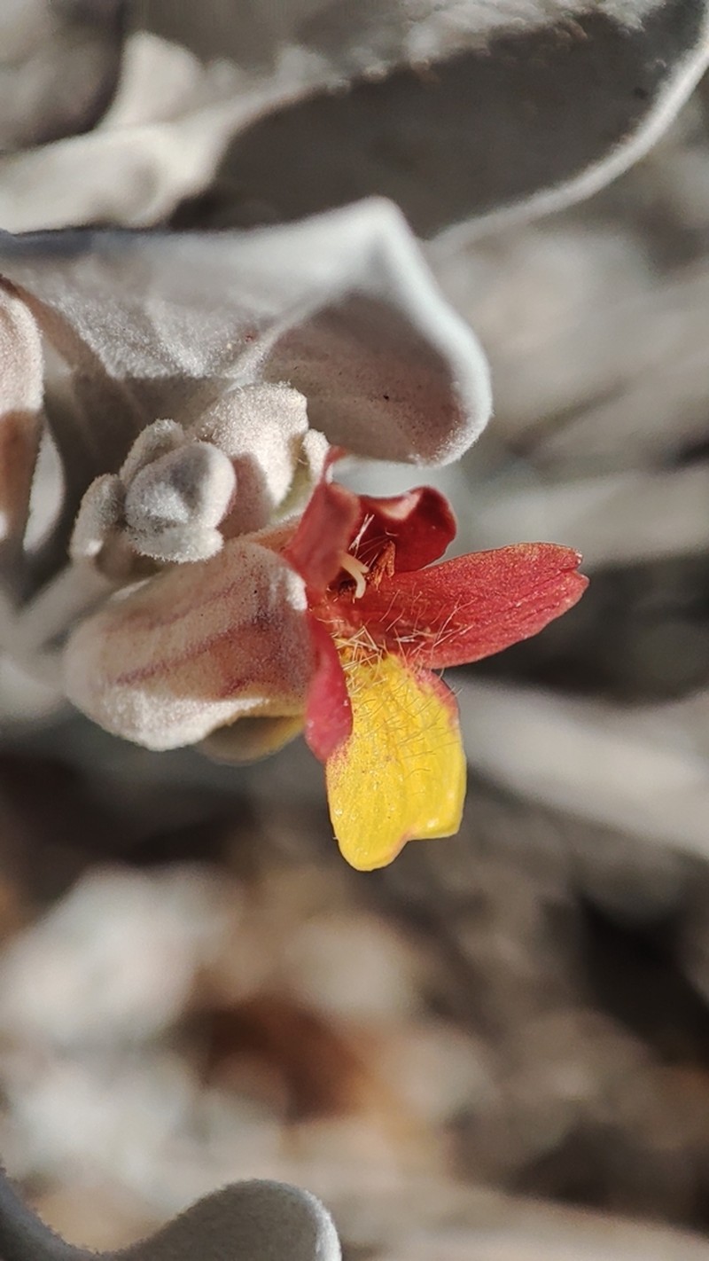 Petalidium englerianum