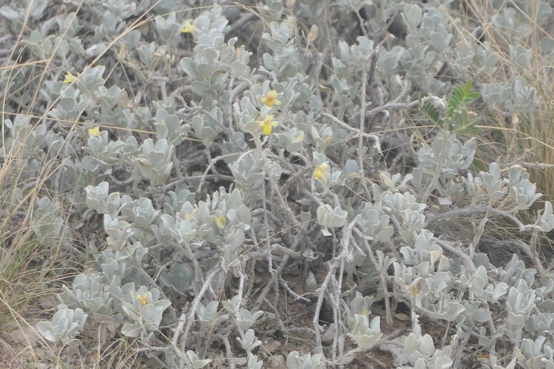 Petalidium englerianum photo 2