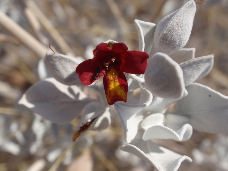 Petalidium englerianum photo 3