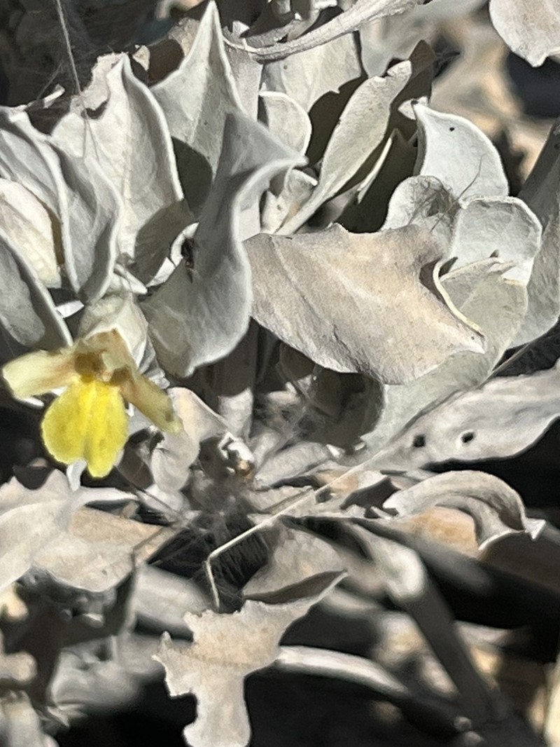 Petalidium englerianum photo 4
