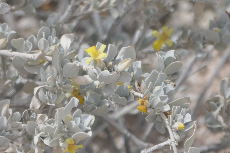Petalidium englerianum photo 5