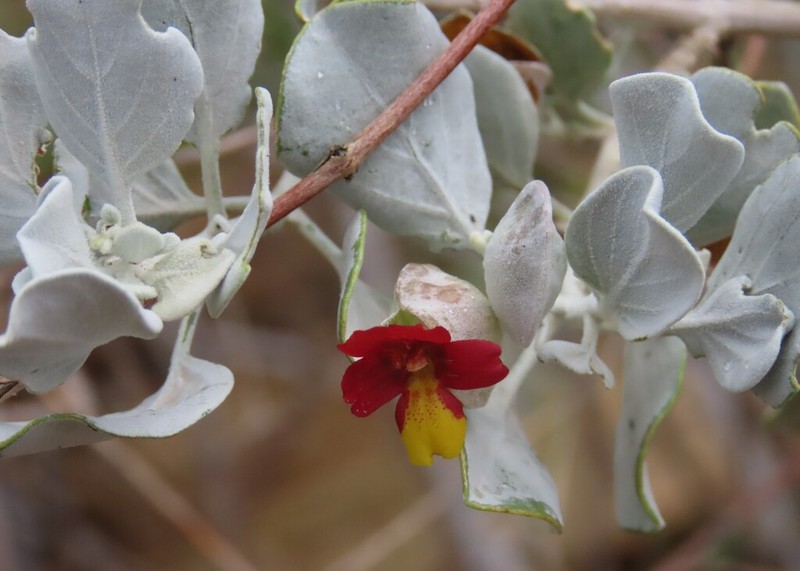 Petalidium englerianum photo 7