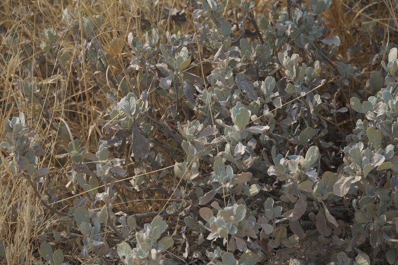 Petalidium englerianum photo 8