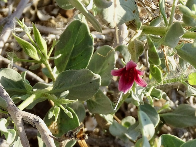 Petalidium etendekaense